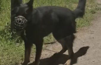 abandoned german shepherd tied to tree in chotom w rescued as owner faces charges 21518
