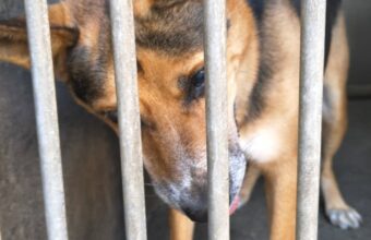 animal adoptions cannot be an obstacle course krakow reviews shelter procedures 23824