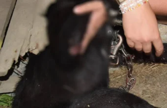 animal cruelty on the podhale woman drags dog 400 meters behind audi 21571