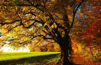 at least one tree per 100 square meters new rules proposed for developers in krak w 22232
