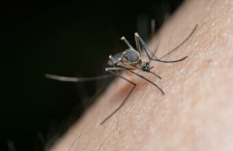 Dangerous Virus Detected in Dutch Blood Donor: Past Cases Recorded in Poland dangerous virus detected in dutch blood donor past cases recorded in poland 21775