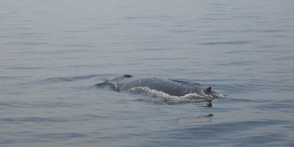 dead humpback whale found in the baltic sea as specialists prepare autopsy 20656