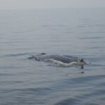 dead humpback whale found in the baltic sea as specialists prepare autopsy 20656
