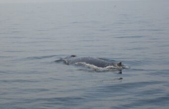 Dead Humpback Whale Found in the Baltic Sea as Specialists Prepare Autopsy dead humpback whale found in the baltic sea as specialists prepare autopsy 20656