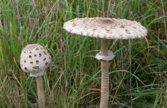 Death Cap vs. Parasol Mushroom: How to Tell Them Apart Before Foraging death cap vs parasol mushroom how to tell them apart before foraging 23777