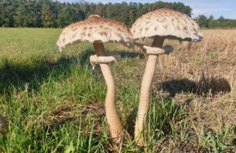 death cap vs parasol mushroom key differences and poisoning symptoms 21126