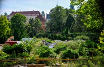 massive tree felling in the heart of krakow museum plans garden metamorphosis 21622