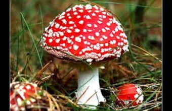 MEMES about mushroom pickers and mushroom hunting! The funniest MEMES about mushroom pickers! The internet laughs at mushroom picking memes about mushroom pickers and mushroom hunting the funniest memes about mushroom pickers the internet laughs at mushroom picking 21319