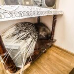 porcupine breaks into a house near warsaw as authorities search for owner 20851