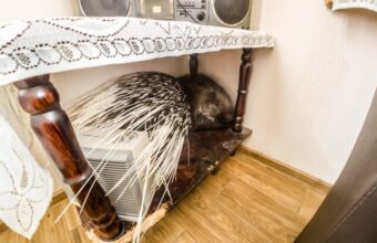 Porcupine breaks into a house near Warsaw as authorities search for owner porcupine breaks into a house near warsaw as authorities search for owner 20851