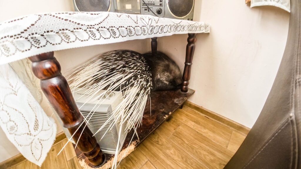 porcupine breaks into a house near warsaw as authorities search for owner 20851