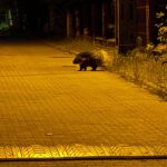 porcupine spotted near buildings in omianki prompting municipal guard intervention 20464