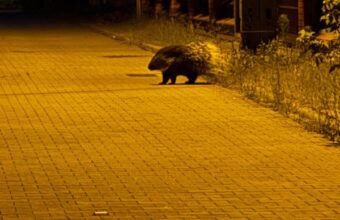 Porcupine Spotted Near Buildings in Łomianki Prompting Municipal Guard Intervention porcupine spotted near buildings in omianki prompting municipal guard intervention 20464