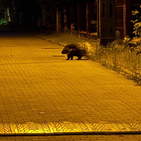 porcupine spotted near buildings in omianki prompting municipal guard intervention 20464