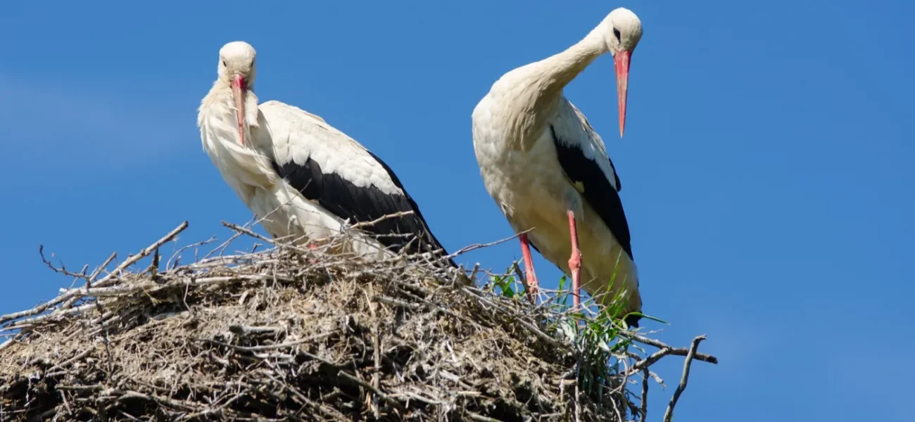 rodenticides threaten polish storks as amphibian populations decline 20145