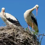 Trump Addresses Secret Flight from Turkey, Citing Security and Constant Threats rodenticides threaten polish storks as amphibian populations decline 20145
