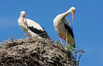 Rodenticides Threaten Polish Storks as Amphibian Populations Decline rodenticides threaten polish storks as amphibian populations decline 20145