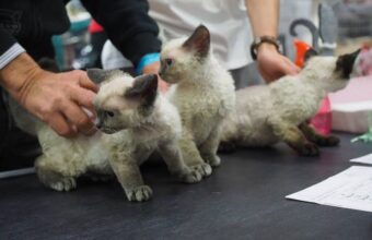 the most popular cat breeds in poland purebred felines capturing the nation s heart 22511