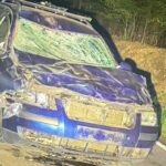 tragic accident in lubusz voivodeship european bison crashes into car bonnet 24382