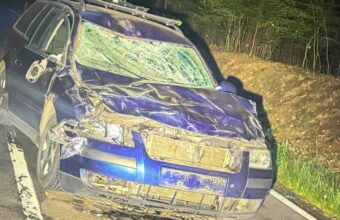 tragic accident in lubusz voivodeship european bison crashes into car bonnet 24382