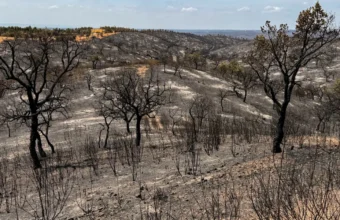 Wildfires Ravage Europe as Belgium and Spain Trigger EU Civil Protection Mechanism wildfires ravage europe as belgium and spain trigger eu civil protection mechanism 21885